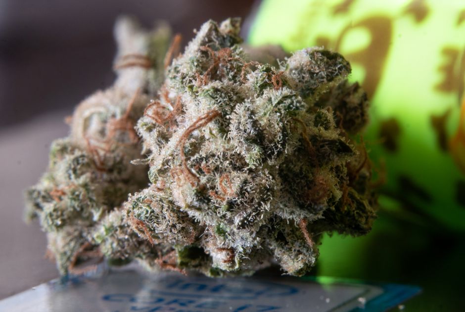 Detalle de la planta de cannabis, donde se concentran los cannabinoides